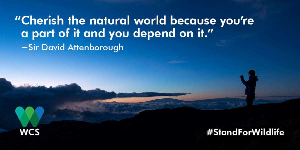 Social Share with David Attenborough Quote